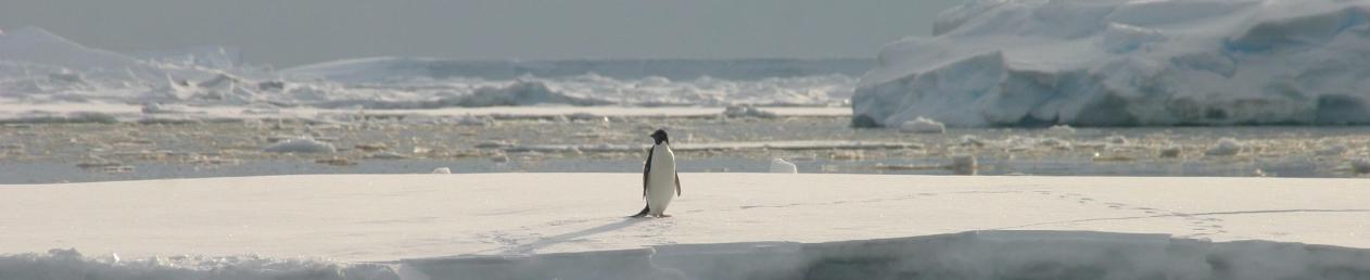 Release the penguins