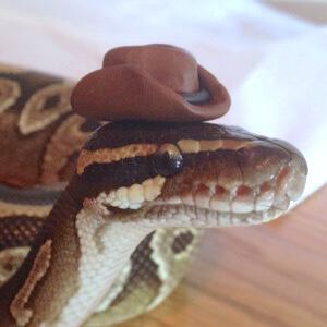 Python Open-Source Developer